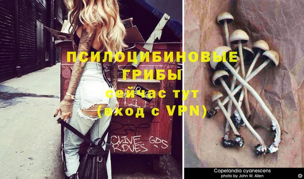 шишки Михайловск