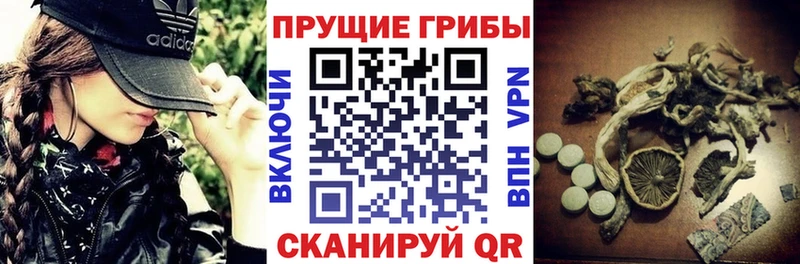 где купить наркоту  Ивангород  Псилоцибиновые грибы GOLDEN TEACHER 